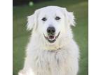 Adopt PRESLEY a Great Pyrenees