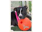 Adopt ZORA (also see BEAR) a Staffordshire Bull Terrier