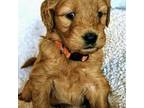 F1 Medium Goldendoodle