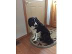 Adopt Tippi a Black - with White Border Collie / Mixed dog in Newcastle