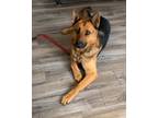 Adopt Marlon a Brown/Chocolate - with Black German Shepherd Dog / Mixed dog in