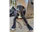 Adopt Luciano a Black - with White Labrador Retriever / Mixed dog in Hamilton