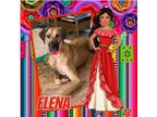 Adopt Elena a White - with Tan, Yellow or Fawn Great Dane / Mixed dog in