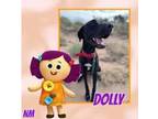 Adopt Dolly a Black Great Dane / Mixed dog in GLENDALE, AZ (37418168)