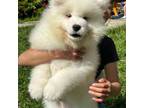 Samoyed Puppy for sale in Prunedale, CA, USA