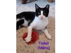 Adopt Tinker a All Black Manx / Domestic Shorthair / Mixed cat in Oakville