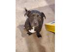 Adopt Lola a Brindle - with White Terrier (Unknown Type, Medium) / Bull Terrier