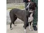 Adopt Cydney a Brown/Chocolate Labrador Retriever / Mixed dog in Bartlesville