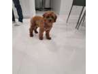 Toy Cavapoo Poodle Mix, Gorgeous Luxury dog! Red