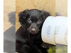 Boykin Spaniel PUPPY FOR SALE ADN-561068 - Male puppy 8 weeks old