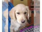 Golden Retriever PUPPY FOR SALE ADN-560895 - Puppies Looking For Forever Homes