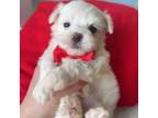 Maltese Puppy for sale in Alameda, CA, USA