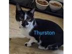 Adopt Thurston a Domestic Short Hair