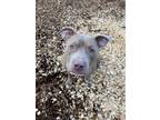 Adopt Wally a Pit Bull Terrier / Mixed dog in Lincoln, NE (37436835)