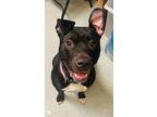 Adopt Ava a Black American Pit Bull Terrier / Mixed dog in Baraboo