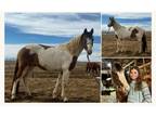 Dun Paint Paso Fino Gaited Trail Gelding - Available on [url removed]