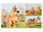 Flashy Golden Palomino Tennessee Walker - Available on [url removed]