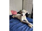 Adopt Prancer a Great Pyrenees / Mixed dog in Dallas, TX (37435562)