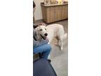 Adopt Dolly Madison DFW a Great Pyrenees