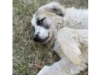 Adopt Porter ATX a Great Pyrenees