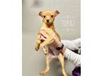 Adopt *Topaz GEM a Tan/Yellow/Fawn Miniature Pinscher / Border Terrier / Mixed