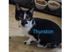 Adopt Thurston a Black & White or Tuxedo Domestic Shorthair (short coat) cat in
