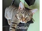Adopt Delilah a Gray, Blue or Silver Tabby Domestic Shorthair (short coat) cat