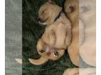 Golden Retriever PUPPY FOR SALE ADN-561899 - Service Dog Puppies
