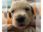 Golden Retriever PUPPY FOR SALE ADN-561900 - Service Dog Puppies