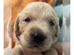 Golden Retriever PUPPY FOR SALE ADN-561901 - Service Dog Puppies