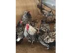 6+ Silver Laced English Orpington Hatching Eggs - Opportunity!