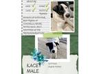 Adopt Kacey a White - with Black English Pointer / Mixed dog in Edmonton