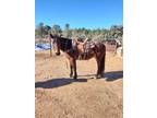 4 to 5 year old gelding 15 plus hands extremely smooth