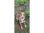 Adopt Peanut a Border Collie / Shar Pei / Mixed dog in Milpitas, CA (37441592)