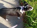 Adopt Daisy a Black - with White Mastiff / American Pit Bull Terrier / Mixed dog