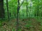 Oak Court Dr, 26.53 Acres Shawano, WI