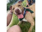 Adopt Petey a White American Pit Bull Terrier / American Staffordshire Terrier /