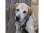 Adopt MOOSE a Tan/Yellow/Fawn Great Dane / Labrador Retriever / Mixed dog in Pt.