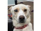 Adopt AC - Lucky Lou a White Shepherd (Unknown Type) / Husky dog in Brewster