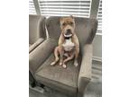 Adopt Ginger a Tan/Yellow/Fawn - with White American Staffordshire Terrier /