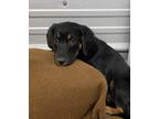 Adopt cranberry a Black - with Tan, Yellow or Fawn Beagle / Rottweiler / Mixed