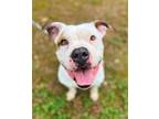 Adopt JENNY a Pit Bull Terrier, Boxer