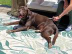 Adopt Dino-Sweet Senior! a Chocolate Labrador Retriever