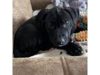 Adopt Topaz a Black Labrador Retriever, Pit Bull Terrier
