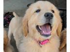 Golden Retriever PUPPY FOR SALE ADN-562485 - Furbabies looking for their furever