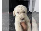 Labradoodle PUPPY FOR SALE ADN-562365 - Labradoodle puppies available now