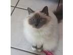 Adopt Lily a Cream or Ivory (Mostly) Birman / Mixed (long coat) cat in Derby