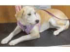 Adopt Liam #5 a White Labrador Retriever / Husky / Mixed dog in Umatilla