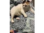 Adopt Zoey a Calico or Dilute Calico Calico / Mixed (medium coat) cat in
