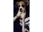Adopt Angie a Red/Golden/Orange/Chestnut - with White Boxer / Mixed dog in